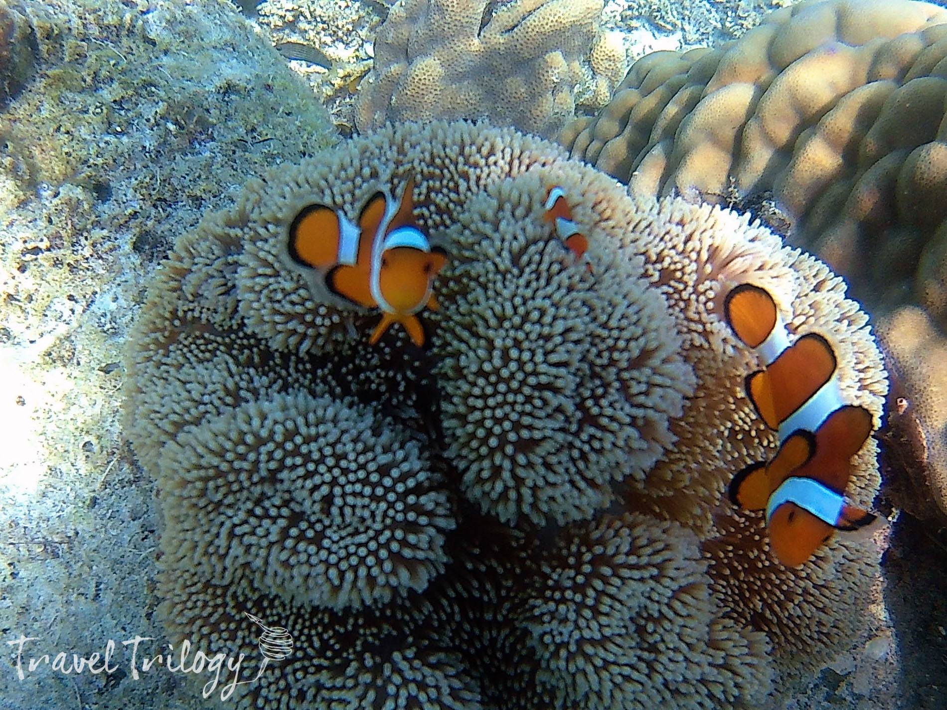 Coral Reef Snorkeling