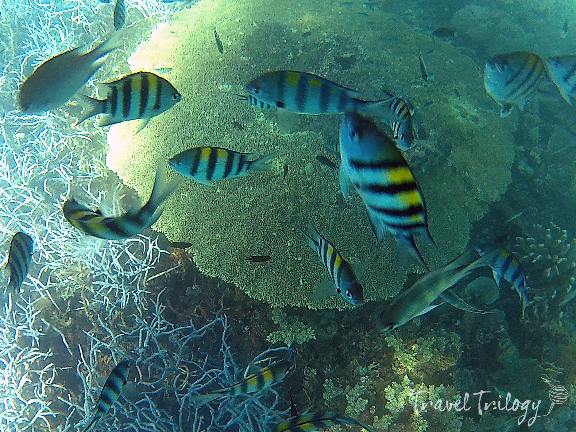 Coral reef snorkels & deep dives.
