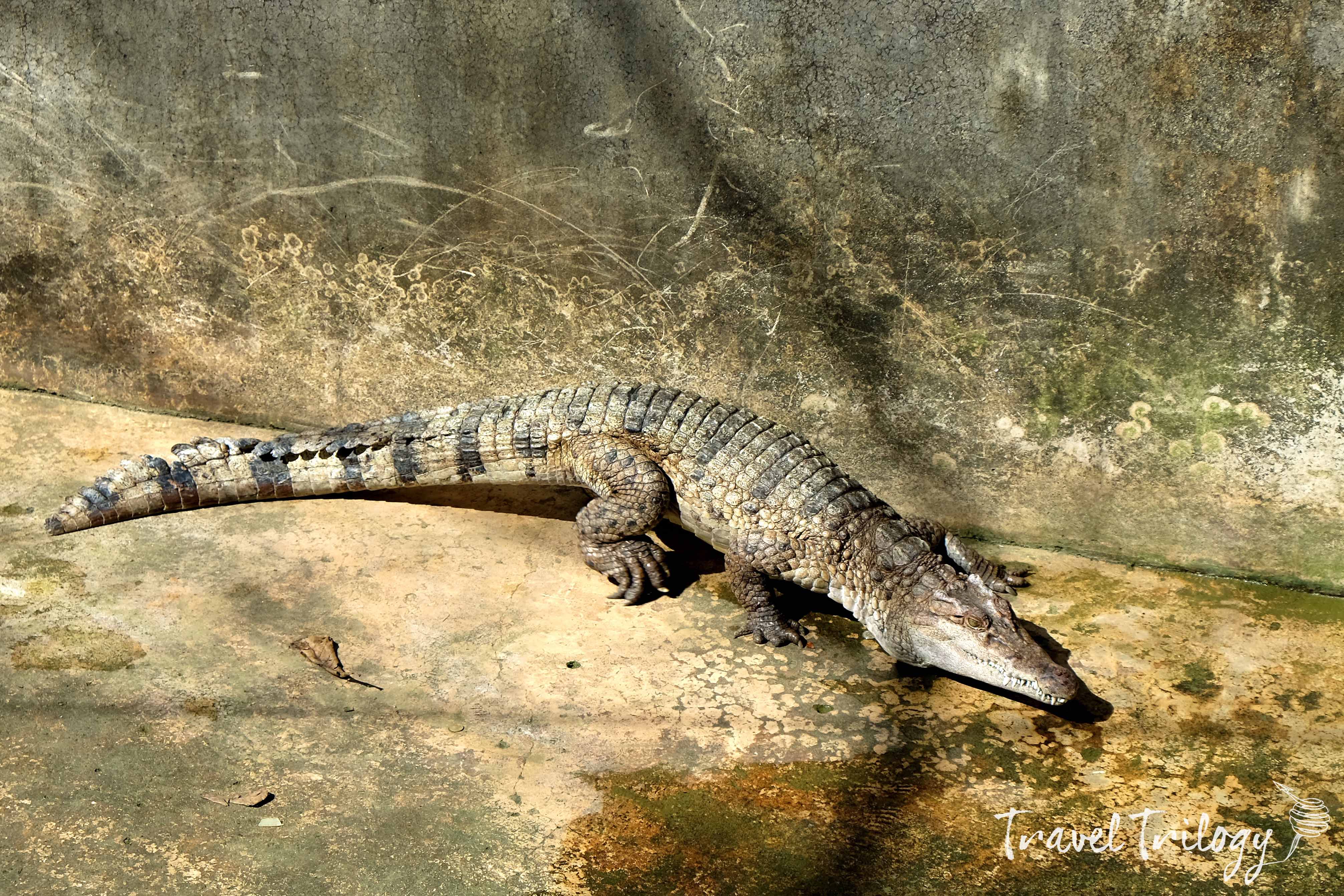 Local crocodiles are bred in the farm. It is also where huge crocs captured from its habitat are kept for scientific studies.